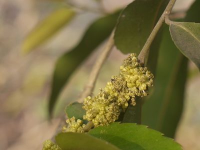 Putranjiva roxburghii, photographed by Dinesh Valke