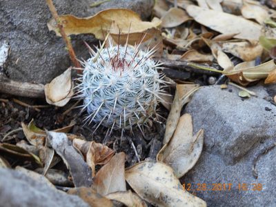 Mammillaria geminispina, photographed by Alejandro Gómez Maya