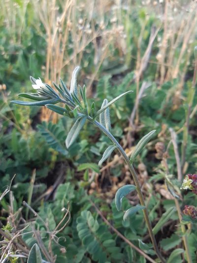 Buglossoides incrassata, photographed by Martin Scheuch