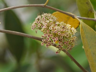 Memecylon umbellatum, photographed by Dinesh Valke