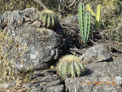 Ferocactus glaucescens, photographed by Alejandro Gómez Maya