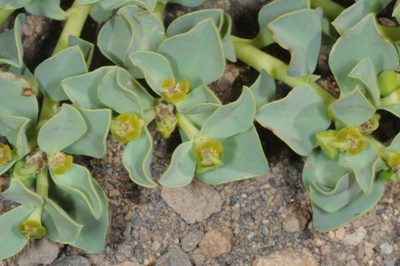 Euphorbia portulacoides, photographed by aacocucci