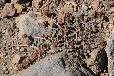 Pozoa coriacea, photographed by aacocucci
