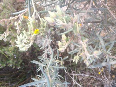 Helianthemum syriacum, photographed by Javier Eusamio