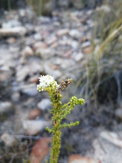 Selago singularis, photographed by Danie Palm