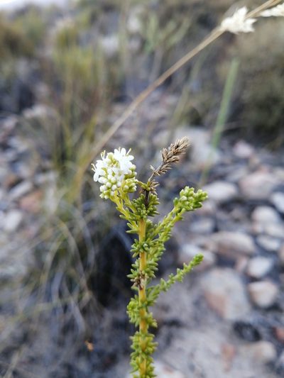 Selago singularis, photographed by Danie Palm