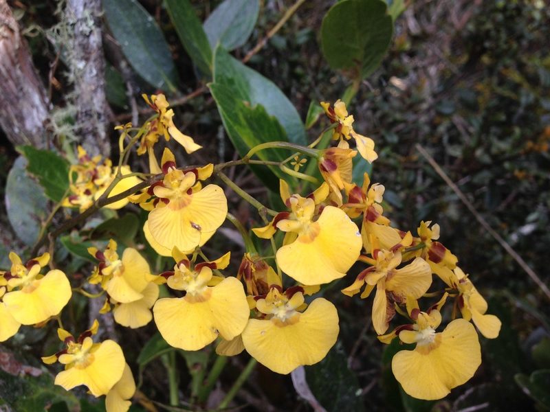 Oncidium cultratum, photographed by Andrew J. Crawford