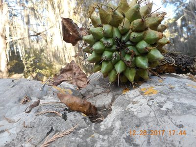 Mammillaria orcuttii, photographed by Alejandro Gómez Maya