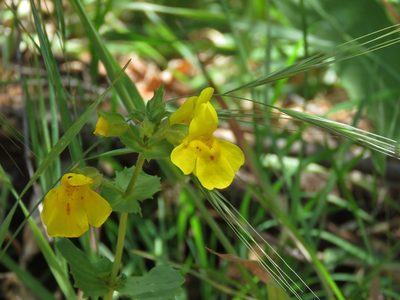 Erythranthe unimaculata, photographed by Annika Lindqvist
