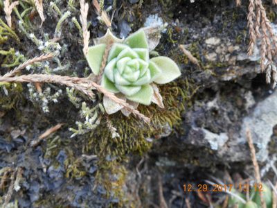Sedum ebracteatum, photographed by Alejandro Gómez Maya