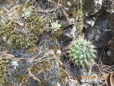 Mammillaria compressa, photographed by Alejandro Gómez Maya