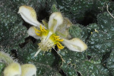 Blumenbachia prietea, photographed by aacocucci