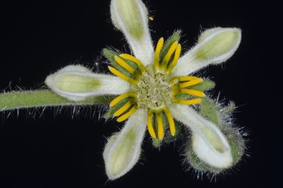 Blumenbachia prietea, photographed by aacocucci