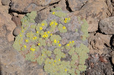 Oxalis erythrorhiza, photographed by aacocucci