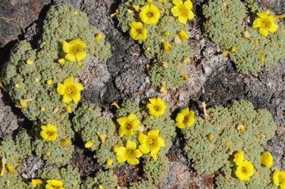 Oxalis erythrorhiza, photographed by aacocucci