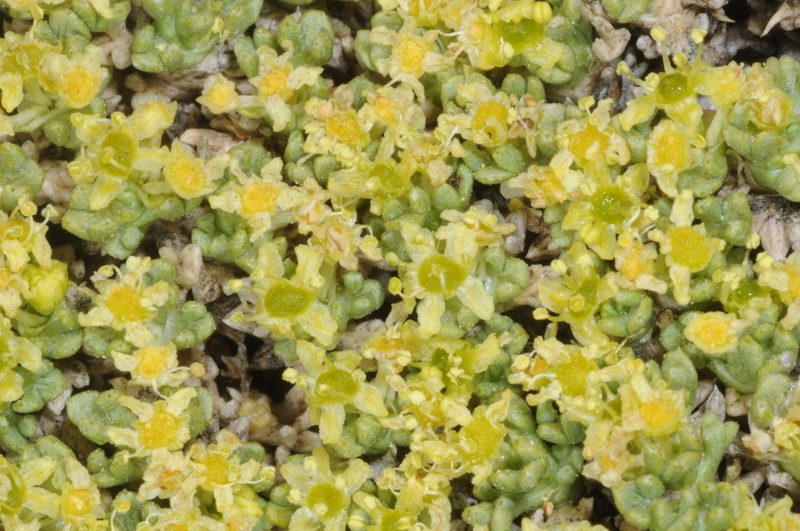 Azorella valentini, photographed by aacocucci
