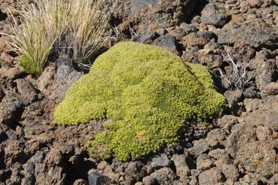 Azorella valentini, photographed by aacocucci