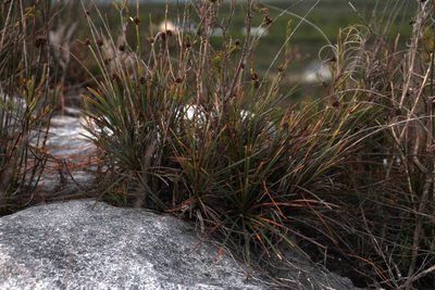 Ficinia praemorsa, photographed by Tony Rebelo