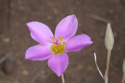Montiopsis gayana, photographed by aacocucci