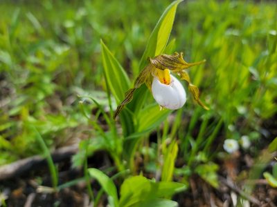 Cypripedium candidum, photographed by Elias