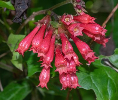 Cestrum elegans, photographed by Don Loarie
