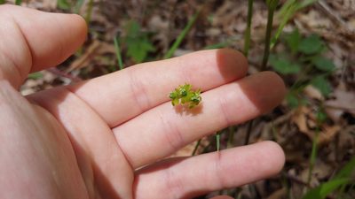 Smilax ecirrhata, photographed by Ryan Sorrells