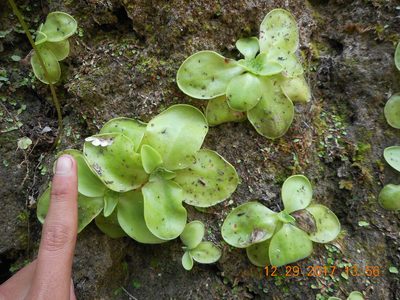 Pinguicula moranensis, photographed by Alejandro Gómez Maya