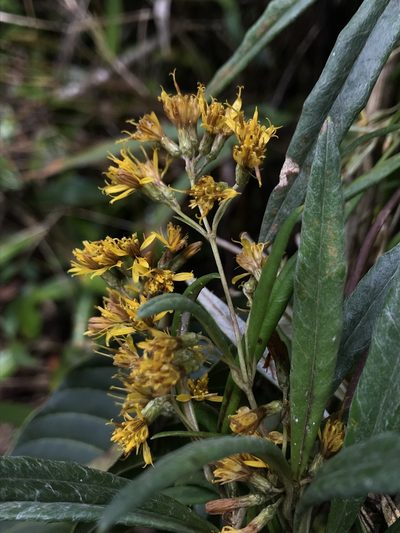 Oligactis volubilis, photographed by Nicolás Baresch Uribe