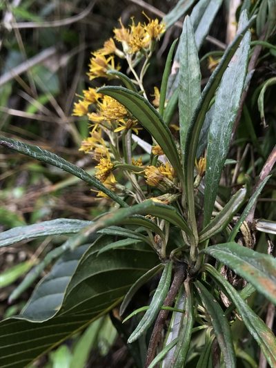 Oligactis volubilis, photographed by Nicolás Baresch Uribe