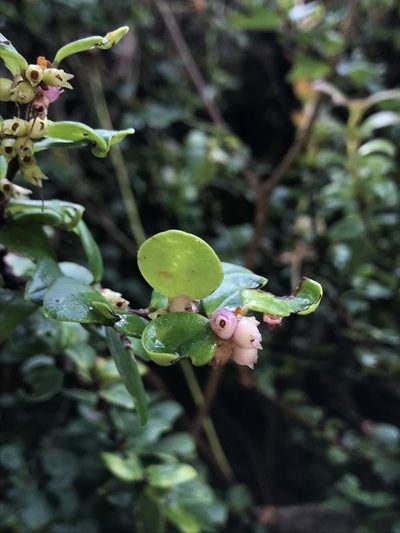 Disterigma alaternoides, photographed by Nicolás Baresch Uribe