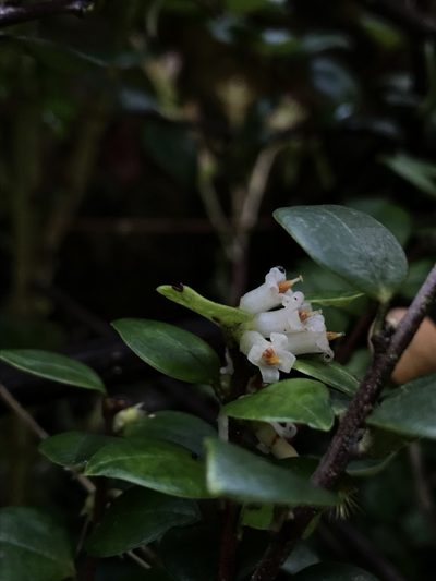 Disterigma alaternoides, photographed by Nicolás Baresch Uribe