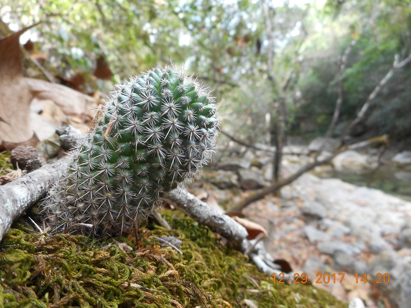 Mammillaria geminispina, photographed by Alejandro Gómez Maya