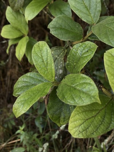 Viburnum tinoides, photographed by Nicolás Baresch Uribe