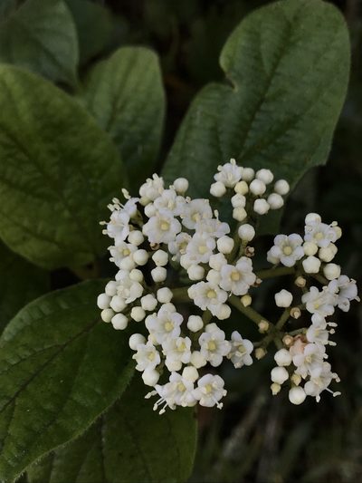 Viburnum tinoides, photographed by Nicolás Baresch Uribe