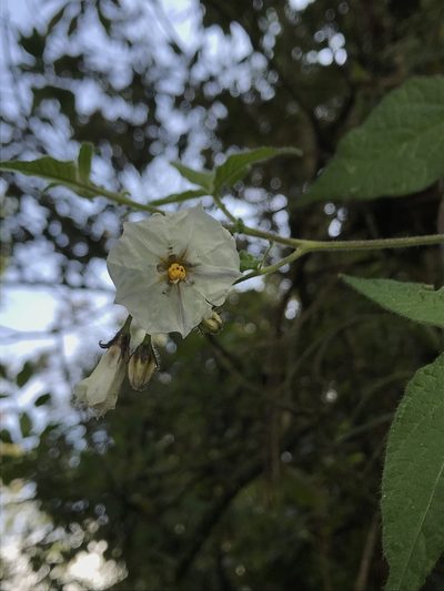 Solanum caripense, photographed by Nicolás Baresch Uribe