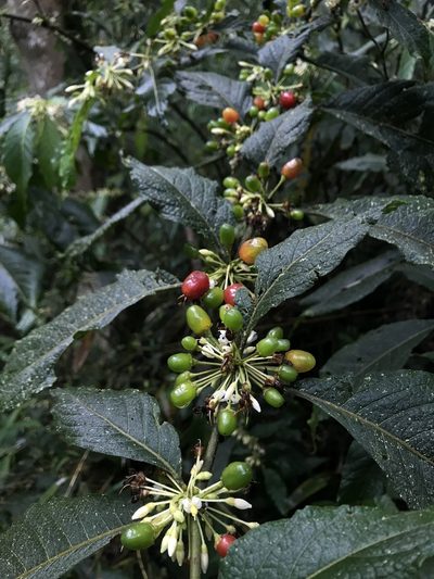 Lycianthes radiata, photographed by Nicolás Baresch Uribe