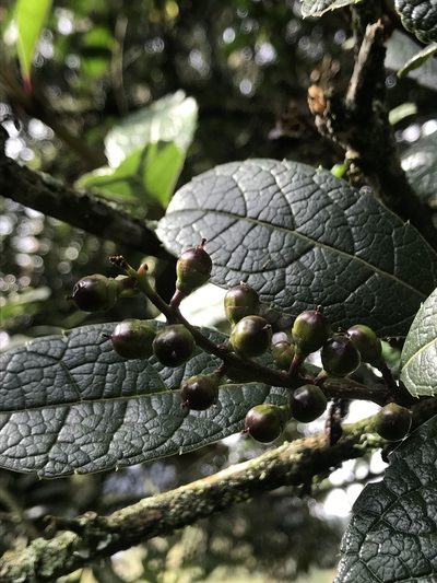 Citharexylum reticulatum, photographed by Nicolás Baresch Uribe