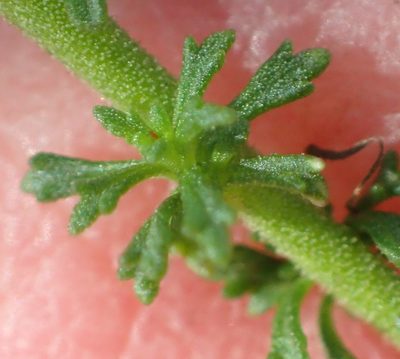 Jamesbrittenia tenuifolia, photographed by Nicola van Berkel