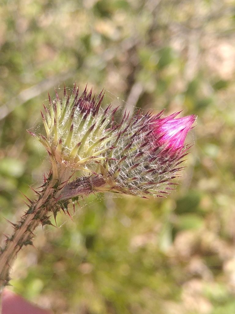 Carduus litigiosus, photographed by Yves Bas