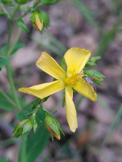 Hypericum australe, photographed by Yves Bas