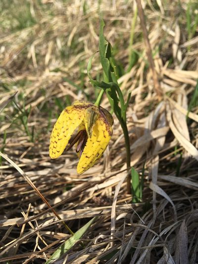 Fritillaria collina, photographed by Maria Galkina