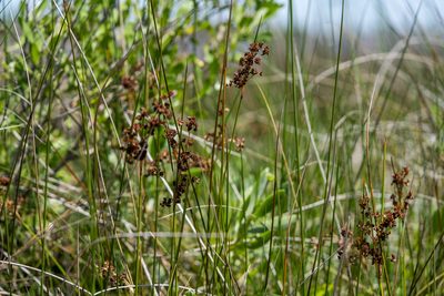 Juncus roemerianus, photographed by evangrimes
