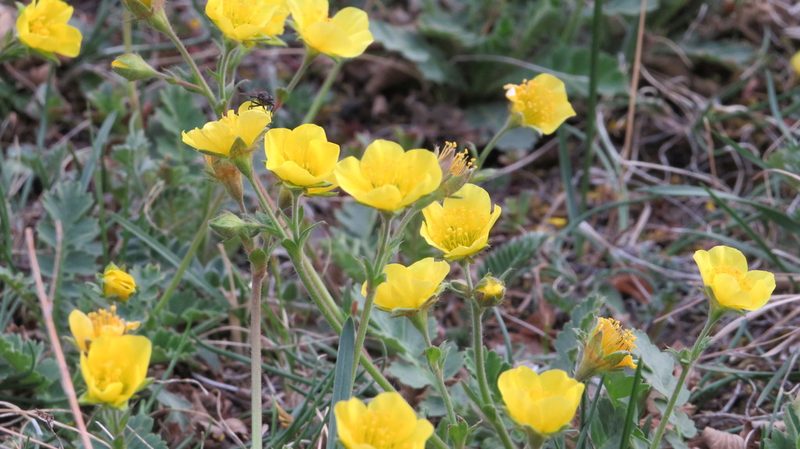 Coluria geoides, photographed by Светлана Царахова