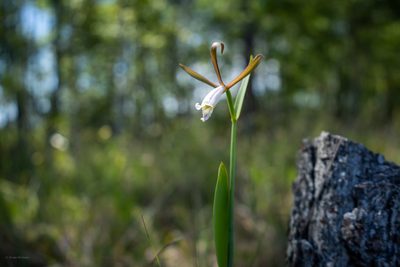 Cleistesiopsis oricamporum, photographed by evangrimes