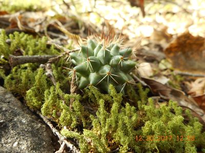 Mammillaria orcuttii, photographed by Alejandro Gómez Maya
