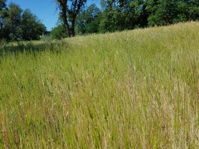 Aegilops triuncialis, photographed by D Defreese