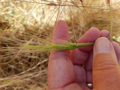 Aegilops triuncialis, photographed by D Defreese