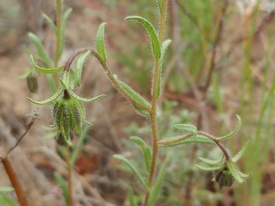 Layia erubescens, photographed by Casey H. Richart