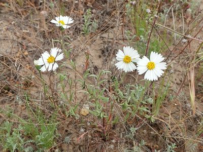 Layia erubescens, photographed by Casey H. Richart