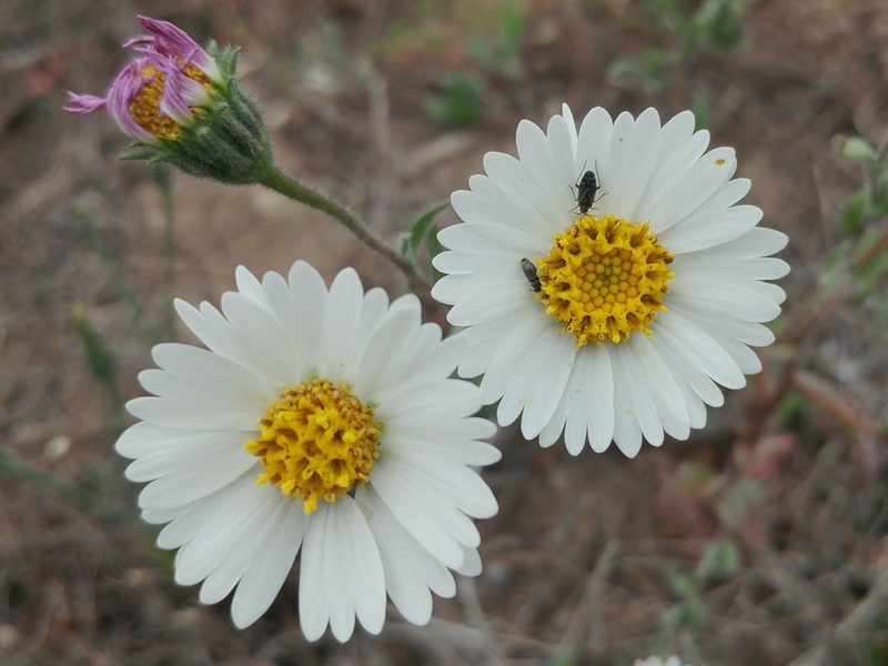 Layia erubescens, photographed by Casey H. Richart